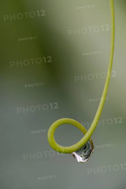 Plant tendril with dewdrops