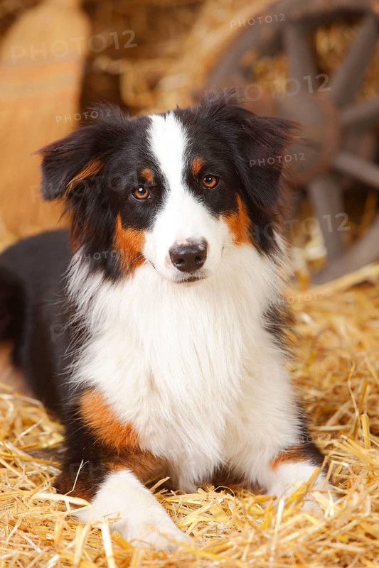 Australian Shepherd