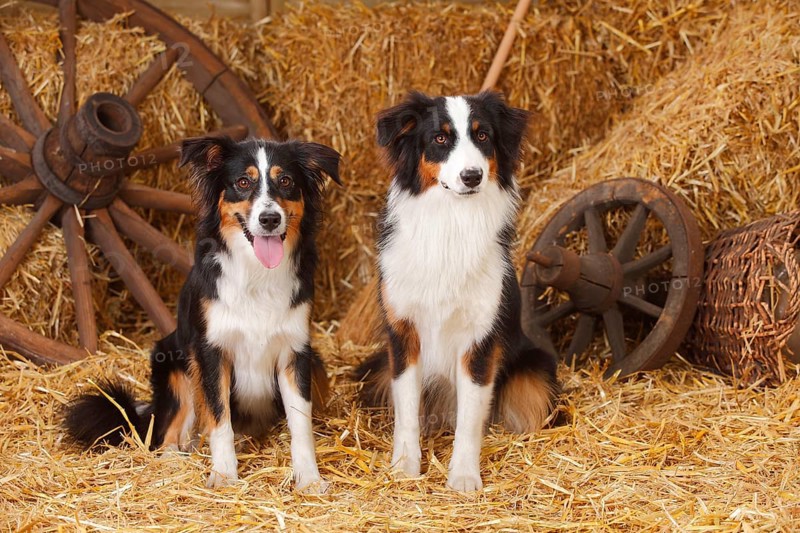 Australian Shepherd and Miniature Australian Shepherd