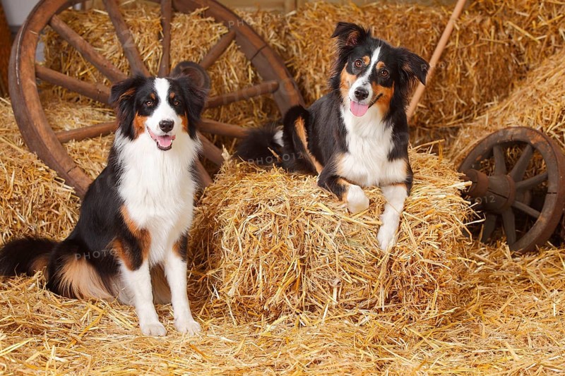 Australian Shepherd and Miniature Australian Shepherd
