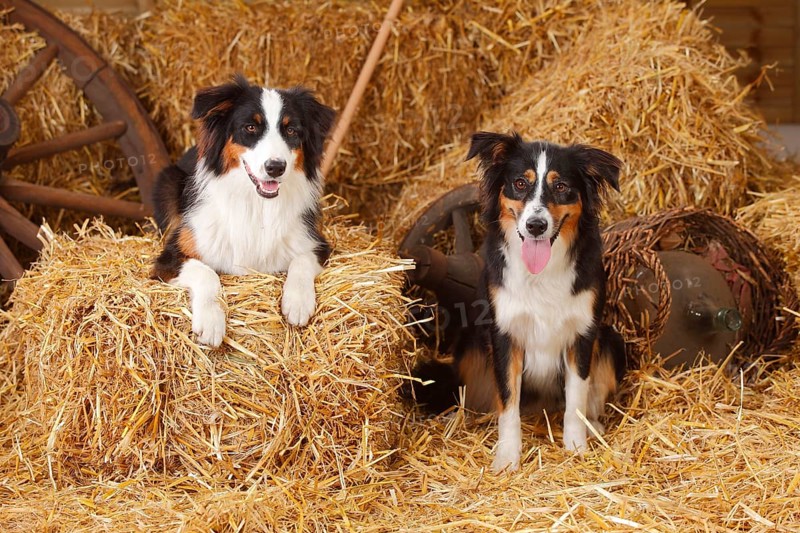 Australian Shepherd and Miniature Australian Shepherd