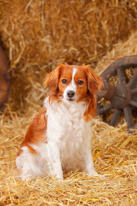 Kooikerhondje
