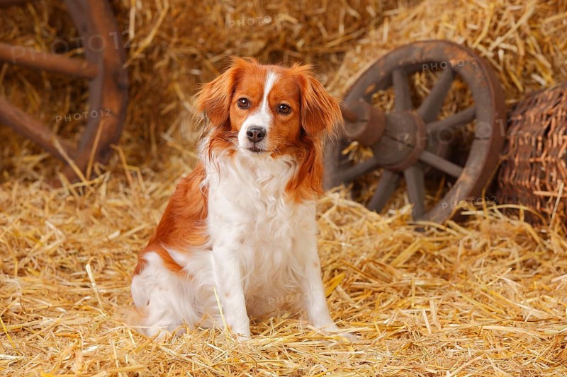Kooikerhondje