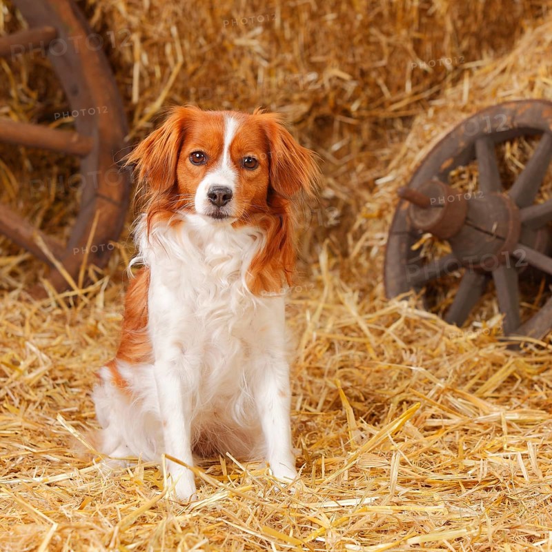 Kooikerhondje