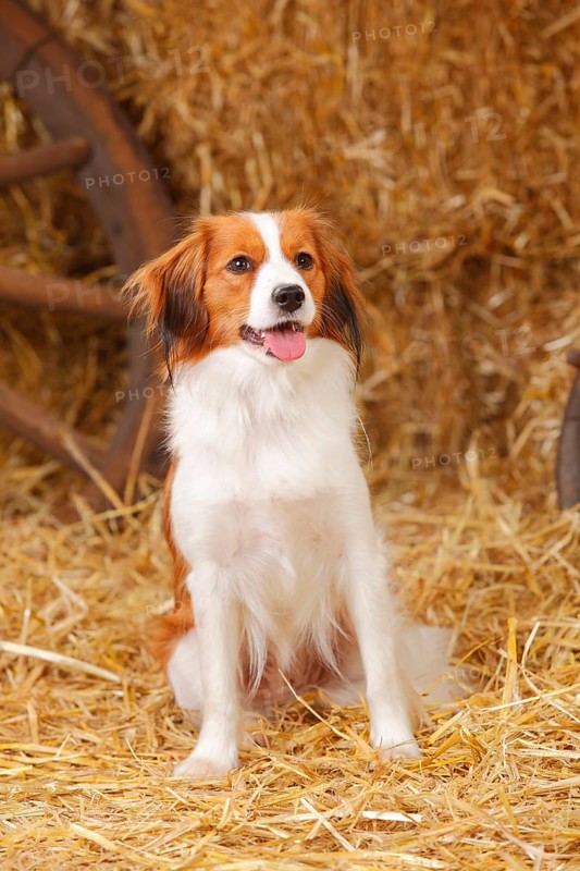 Kooikerhondje