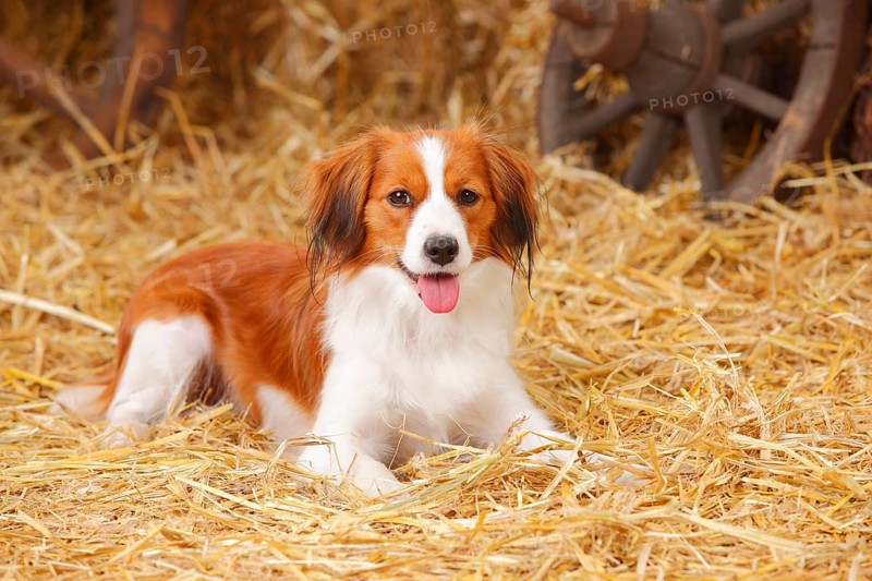 Kooikerhondje