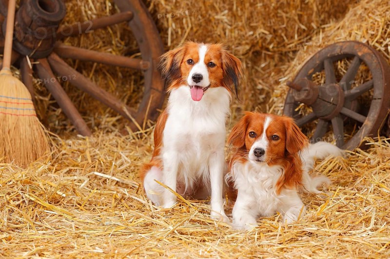 Kooikerhondje
