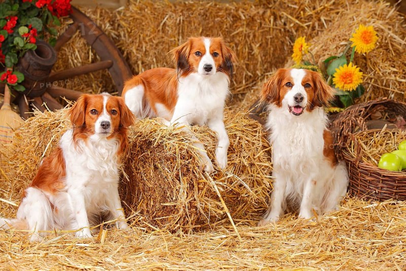 Kooikerhondje