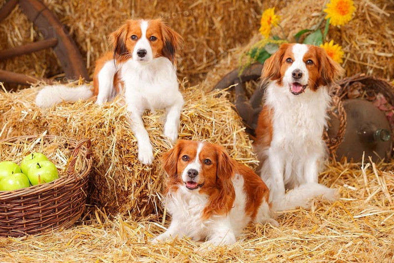 Kooikerhondje