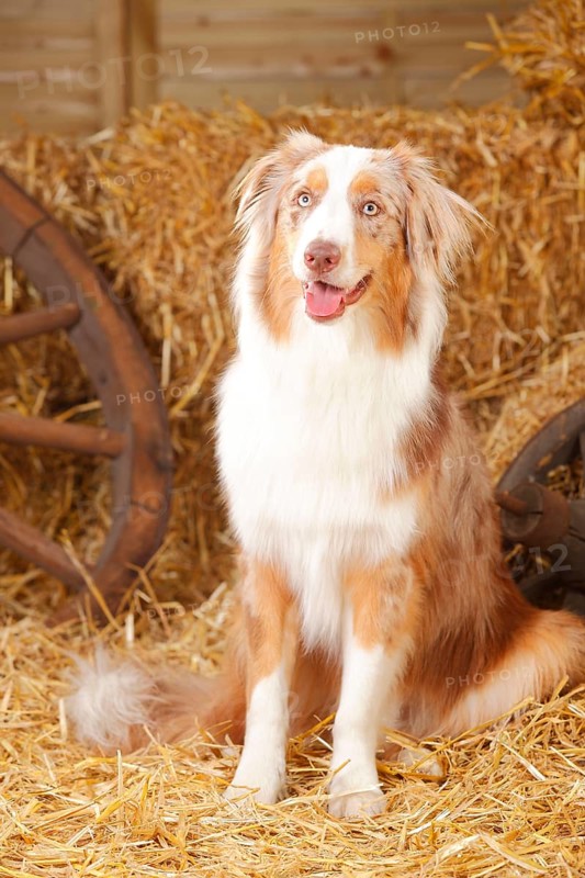 Australian Shepherd