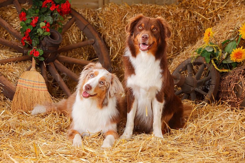 Australian Shepherd