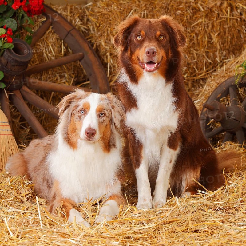 Australian Shepherd