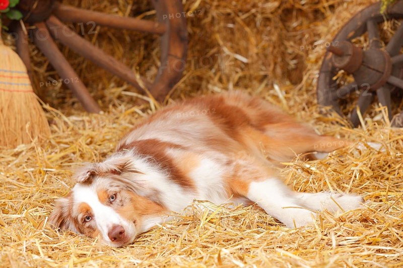Australian Shepherd