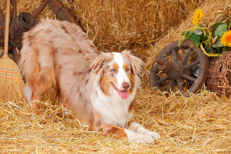 Australian Shepherd