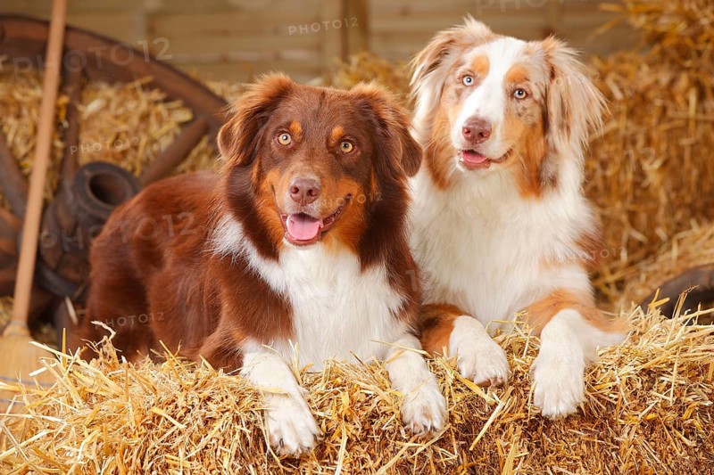Australian Shepherd