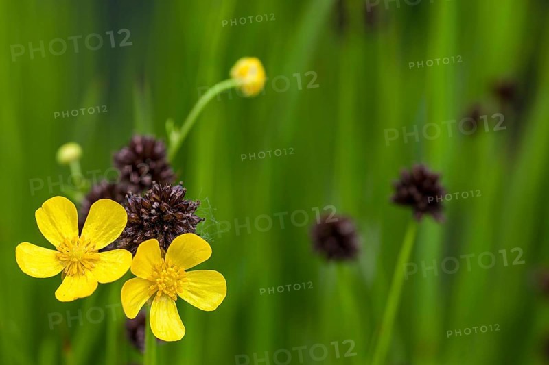 Meadow buttercup