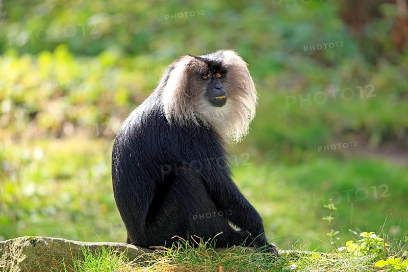 Lion-tailed macaque