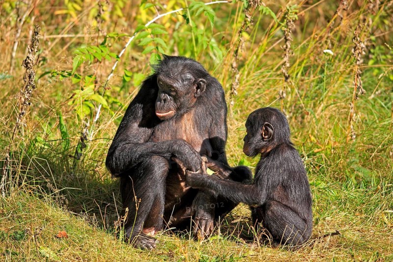 Bonobo