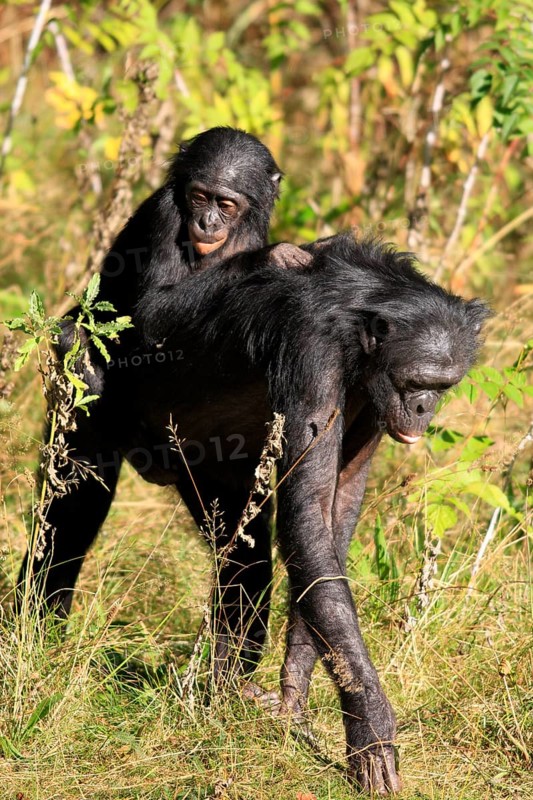Bonobo