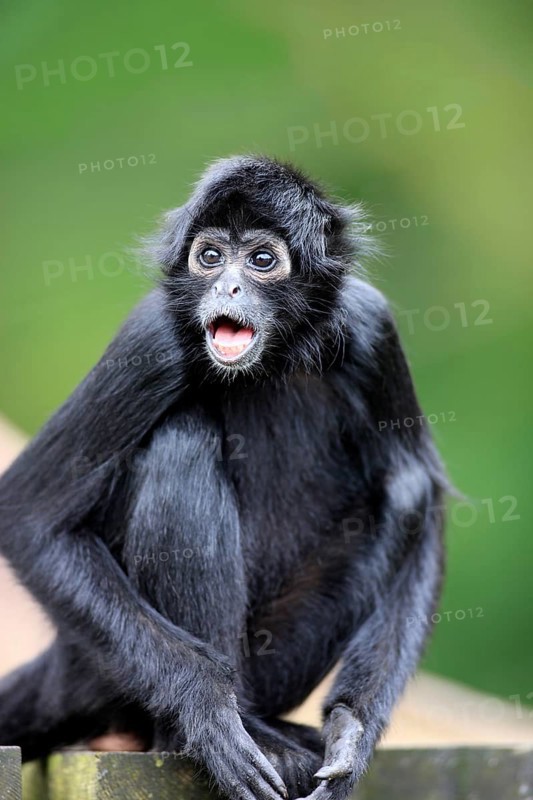 Black-Headed Spider Monkey
