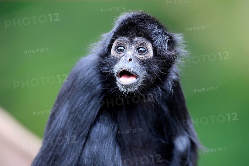 Black-Headed Spider Monkey
