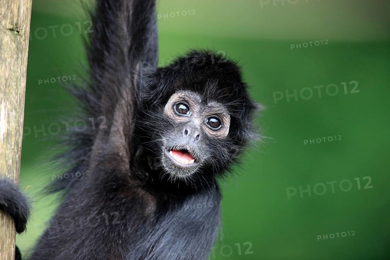 Black-Headed Spider Monkey