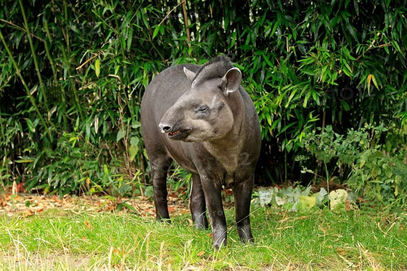 Brazilian tapir