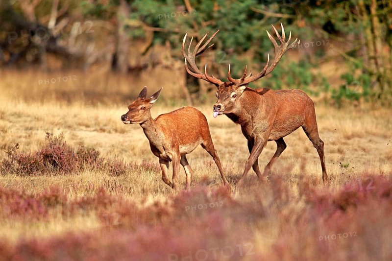 Red deer