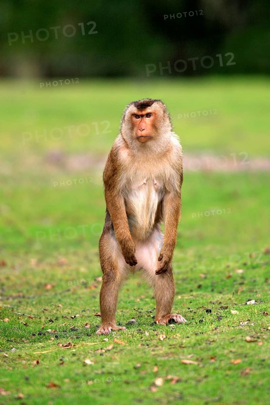 Southern pig-tailed macaque