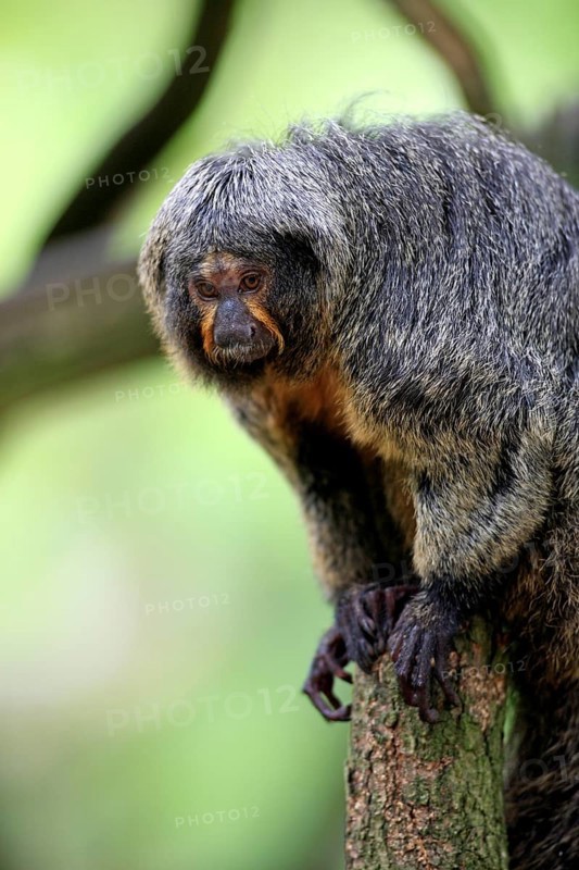 White-headed Saki