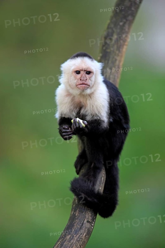 White-faced Capuchin