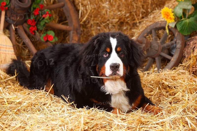 Bernese Mountain Dog