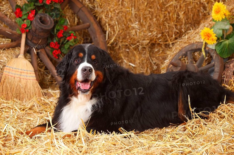 Bernese Mountain Dog