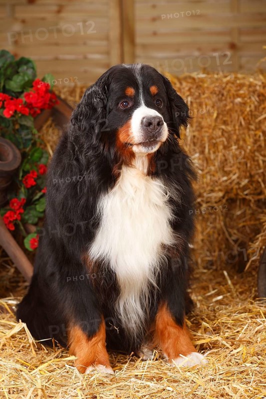 Bernese Mountain Dog