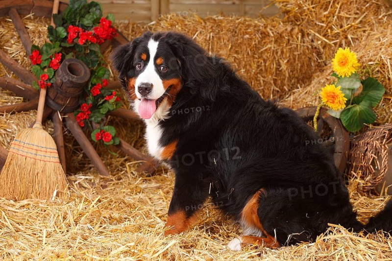 Bernese Mountain Dog
