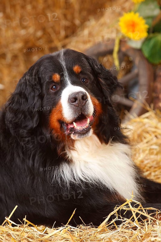 Bernese Mountain Dog
