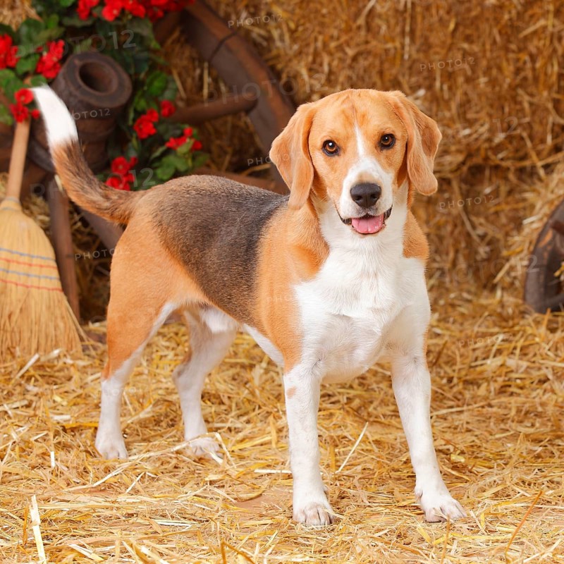 Beagle