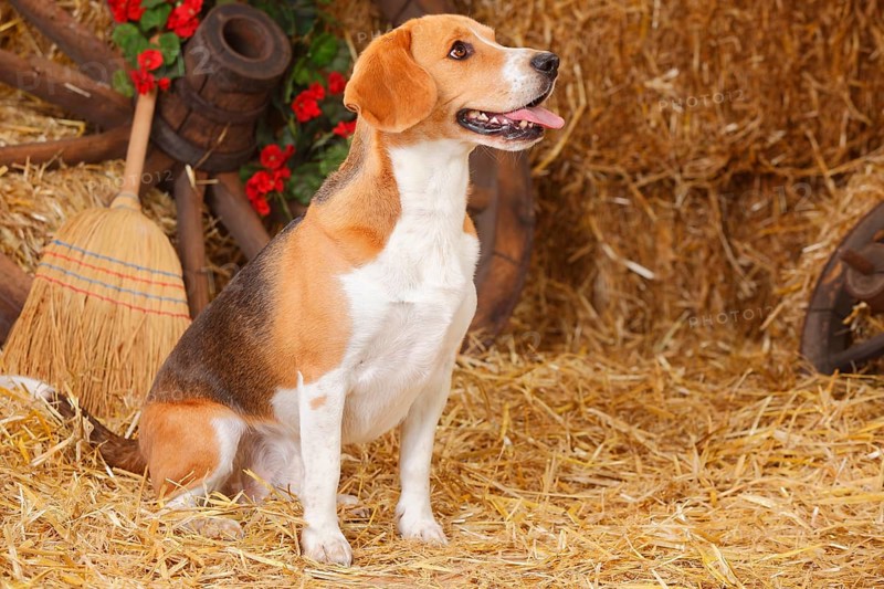 Beagle