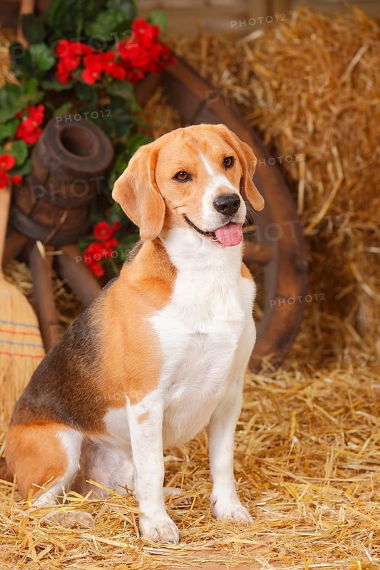 Beagle