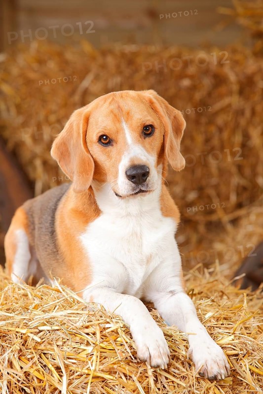 Beagle