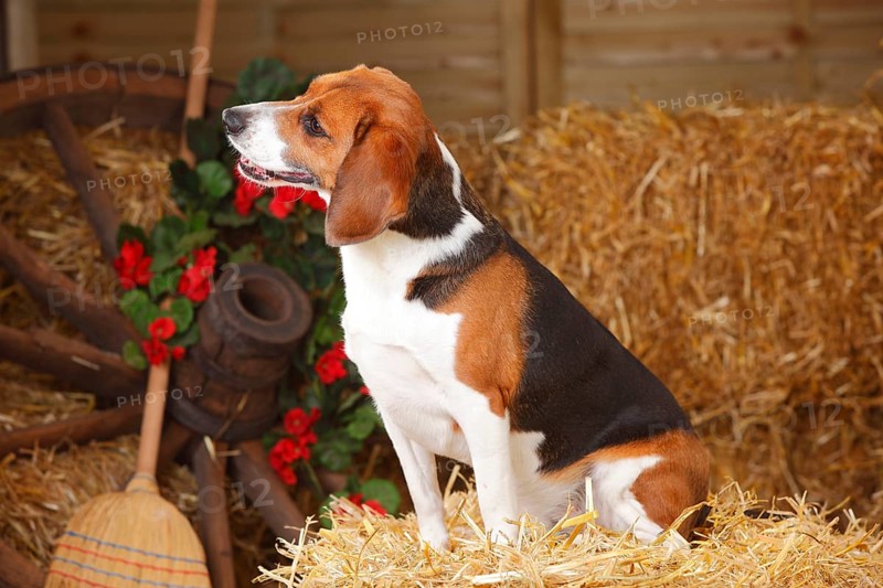 Beagle