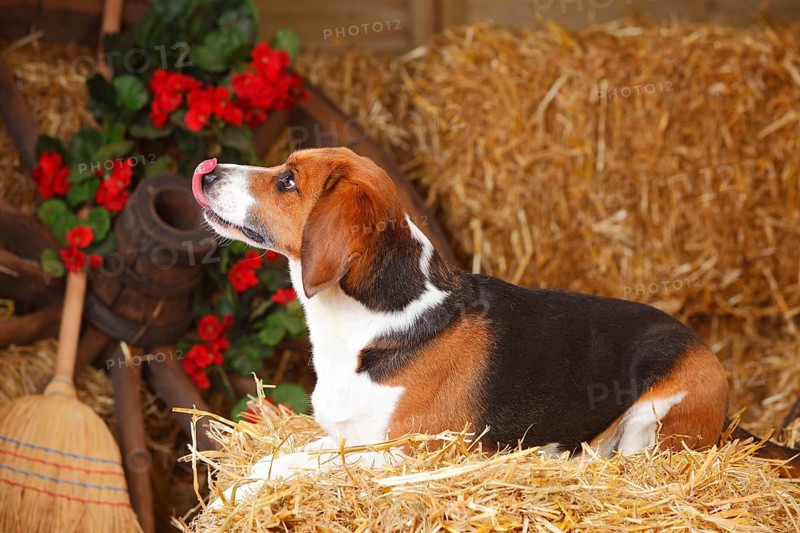 Beagle