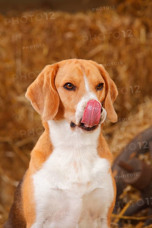 Beagle