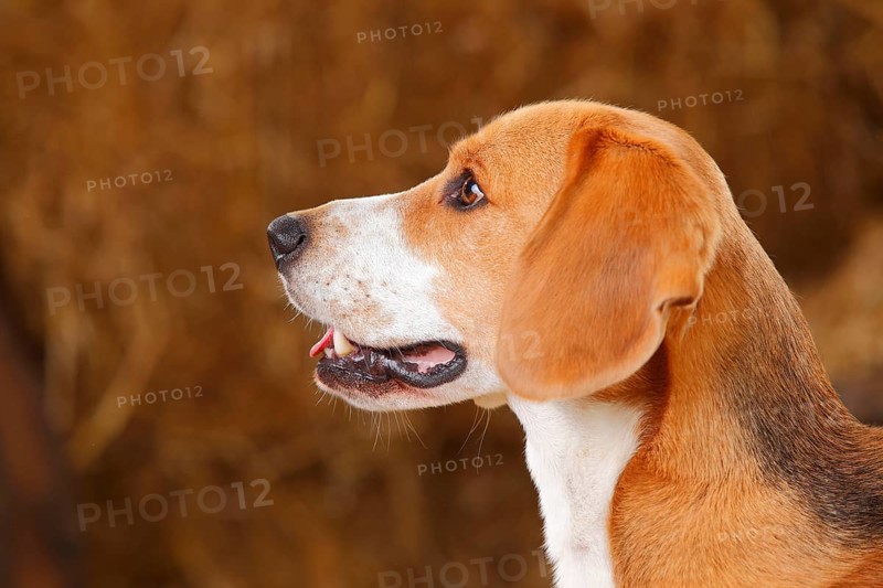Beagle