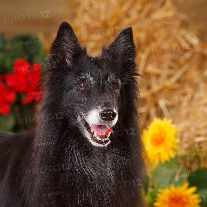Groenendael