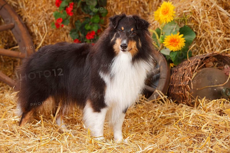 Sheltie
