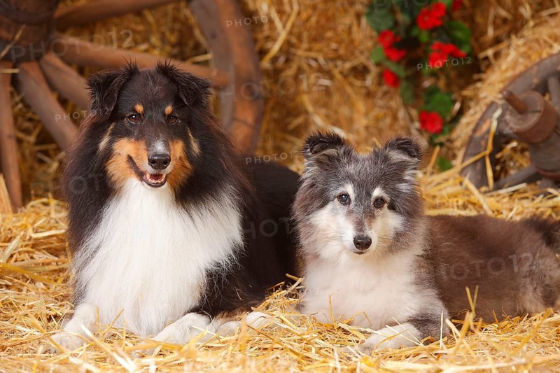 Shelties