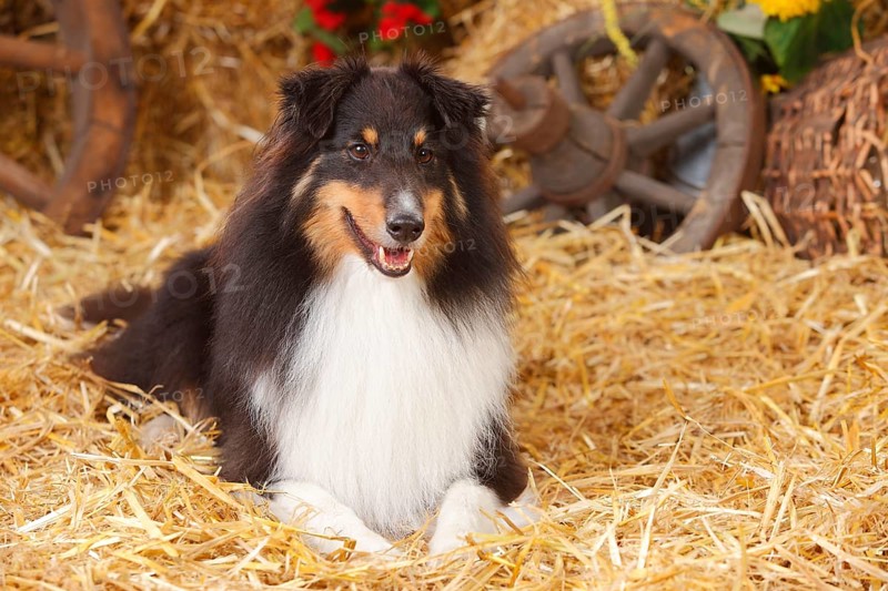 Sheltie