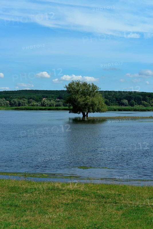 Flood