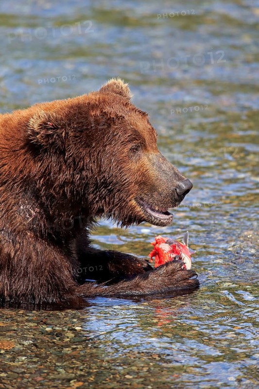 Grizzly Bear